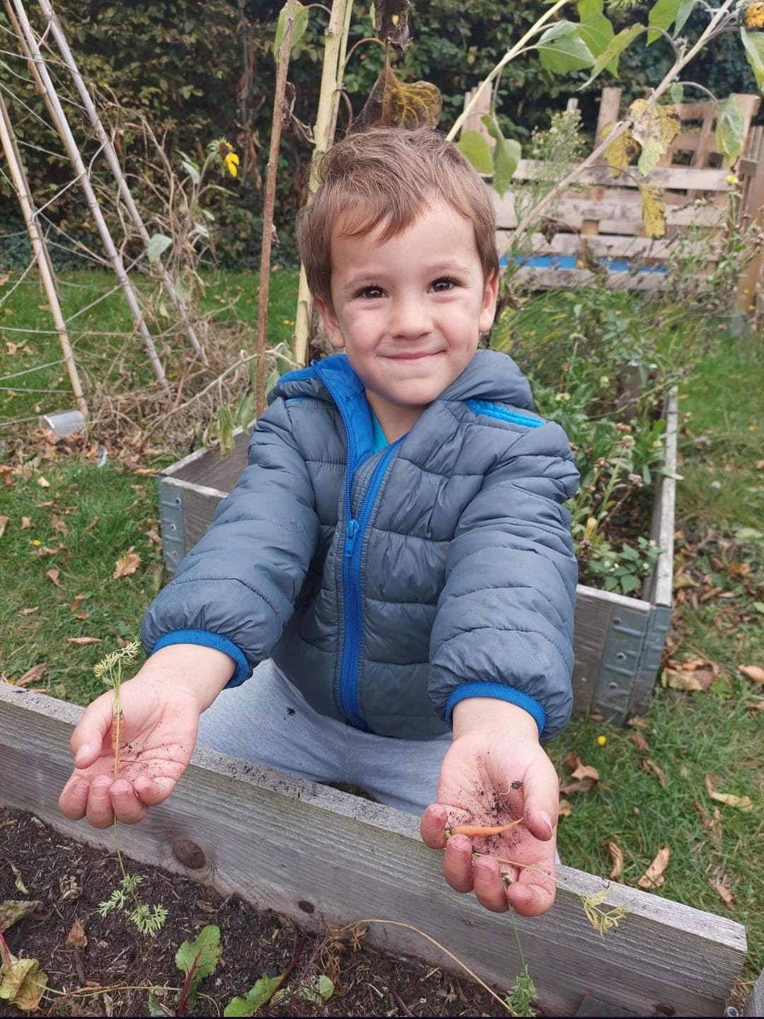 Happy boy harvesting a carrot from the Whitstable Day Nursery vegetable garden